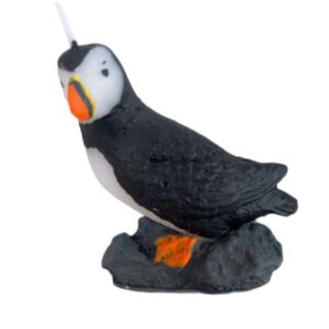 Little Puffin on a rock